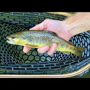 Meet your Posher, Patrick